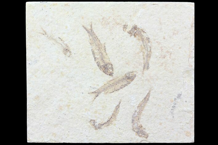 Multiple () Small Knightia Fossil Fish - Wyoming #77130